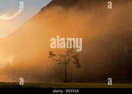 Einsamer Baum im Morgennebel in der Nähe von Stryn, Storesunde, Sogn Og Fjordane, Norwegen, Europa Stockfoto