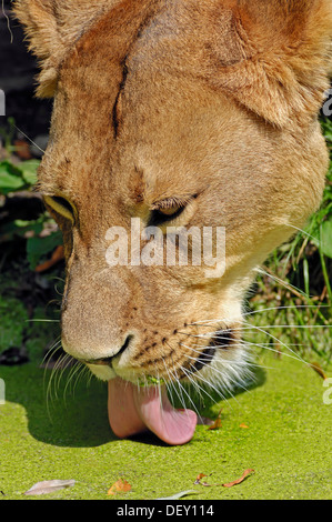 Afrikanischer Löwe (Panthera Leo), Löwin, trinken, Porträt, ursprünglich aus Afrika, in Gefangenschaft, Niederlande, Europa Stockfoto