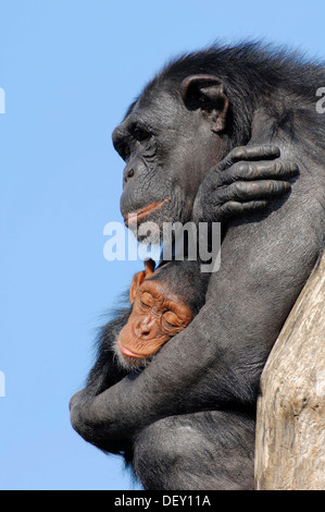 Schimpanse (Pan Troglodytes), Weibchen mit jungen, ursprünglich aus Afrika, in Gefangenschaft, Niederlande, Europa Stockfoto