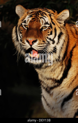 Sibirischer Tiger oder Amur-Tiger (Panthera Tigris Altaica), Porträt, aus Asien, in Gefangenschaft, Niederlande, Europa Stockfoto