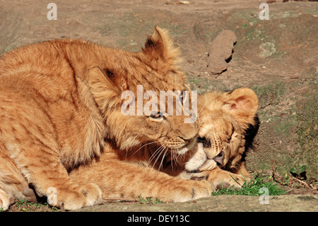 Afrikanischer Löwe (Panthera Leo) jungen spielen, ursprünglich aus Afrika, in Gefangenschaft, Niederlande, Europa Stockfoto