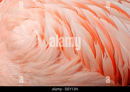 Chilenische Flamingo (Phoenicopterus Chilensis), Gefieder Detail, ursprünglich aus Südamerika, in Gefangenschaft Stockfoto
