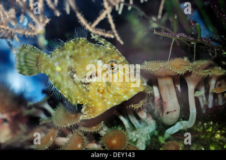 Verfilzte Feilenfisch oder Borsten-Tail Datei-Fisch (Acreichthys Tomentosus), ursprünglich aus Australien, Indonesien und Japan, in Gefangenschaft Stockfoto