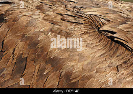 Cinereous Vulture, Monk Vulture oder Mönchsgeier (Aegypius Monachus), Detail Gefieder, Federn, ursprünglich aus südlichen Stockfoto