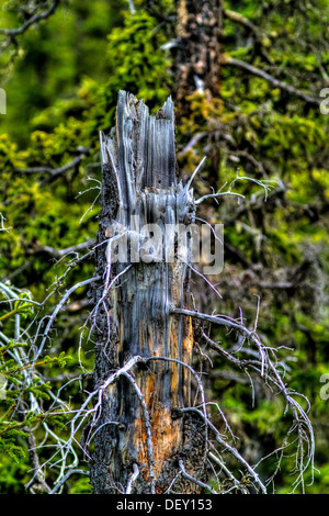 Malerische, landschaftlich, vertikale Bild verwitterte alte Baumstumpf, detailreiche & Farbe, wie es in den üppig grünen Wald steht. Stockfoto