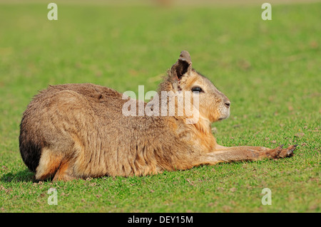 Patagonische Mara oder patagonischen Cavia (Dolichotis Patagonum), ursprünglich aus Argentinien, Südamerika, in Gefangenschaft Stockfoto