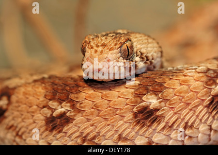 Westafrikanischen Teppich Viper oder Ocellated Teppich Viper (Echis Ocellatus), Giftschlange, Porträt, ursprünglich aus Afrika, in Gefangenschaft Stockfoto