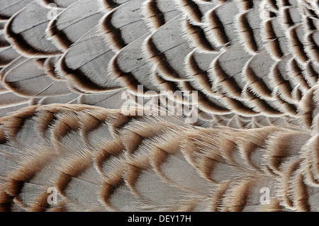 Kaiser Gans (Anser Canagicus, Philacte Canagicus, Chen Canagicus), Detail Gefieder, Federn, heimisch in Nordsibirien und Stockfoto