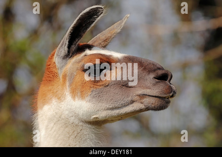 Lama (Lama Glama), Porträt, ursprünglich aus Südamerika, in Gefangenschaft, die Niederlande Stockfoto