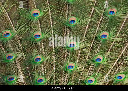 Indischen Pfauen oder blaue Pfauen (Pavo Cristatus), männliche Gefieder während der Balz, ursprünglich aus Indien Stockfoto