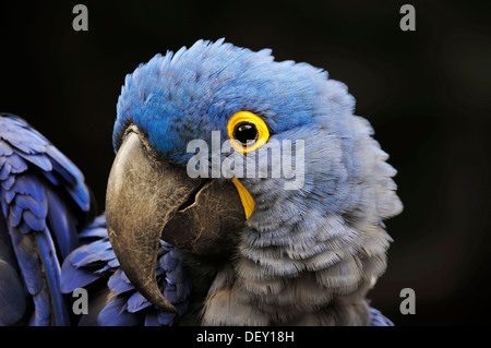 Hyazinth-Ara (Anodorhynchus Hyacinthinus), Porträt, ursprünglich aus Südamerika, in Gefangenschaft Stockfoto