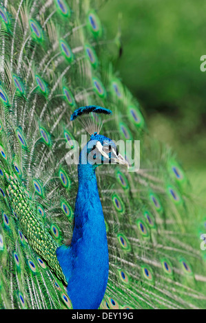 Indischen Pfauen oder blaue Pfauen (Pavo Cristatus), männliche Gefieder während der Balz, ursprünglich aus Indien Stockfoto