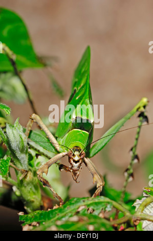 Bush Grashuepfer oder malaysischen Blatt Grashuepfer (Ancylecha Fenestrata), ursprünglich aus Malaysia, in Gefangenschaft, Bergkamen Stockfoto