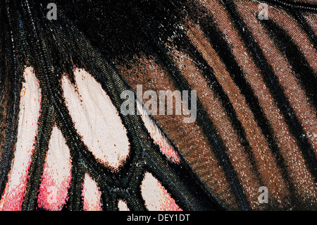 Großer Mormone Schmetterling (Papilio Memnon), Flügel Detail, ursprünglich aus Asien und Australien, in Gefangenschaft, Niederlande, Europa Stockfoto