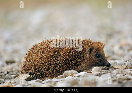 Europäische Igel (Erinaceus Europaeus), Frankreich, Europa Stockfoto