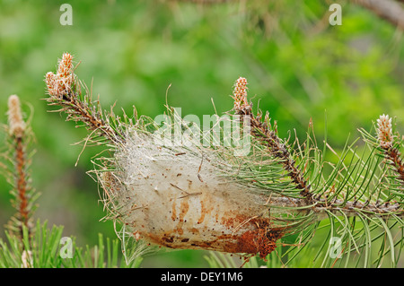 Pinienprozessionsspinner (Thaumetopoea Pityocampa), Caterpillar Web, Provence, Südfrankreich, Frankreich, Europa Stockfoto