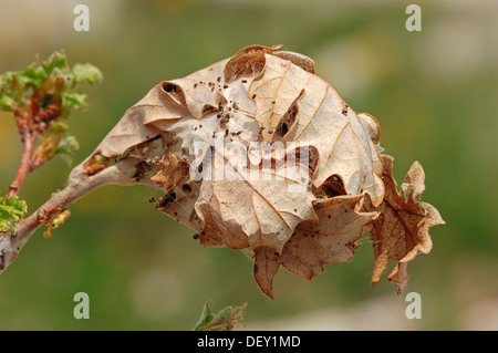 Brown Tail Motte (Euproctis Chrysorrhoea), Caterpillar Web, Provence, Südfrankreich, Europa Stockfoto