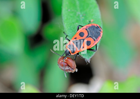 Firebug (Pyrrhocoris Apterus), Provence, Südfrankreich, Europa Stockfoto