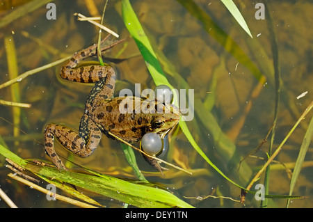 Essbare Frosch (außer Esculentus, Rana Esculenta), männliche mit vocal Säcke, North Rhine-Westphalia Stockfoto