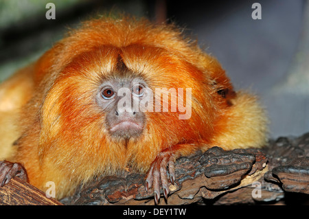 Golden Lion Tamarin oder Golden Marmoset (Leontopithecus Rosalia), ursprünglich aus Südamerika, in Gefangenschaft, Niederlande, Europa Stockfoto