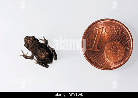 Gemeinsamen Kröte oder europäische Kröte (Bufo Bufo), juvenile neben einer 1-Cent-Münze zum Größenvergleich, North Rhine-Westphalia Stockfoto