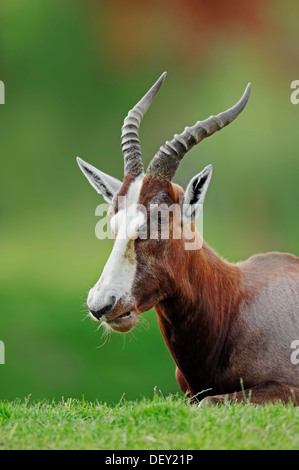 Blessböcke oder Blesbuck (Damaliscus Dorcas Phillipsi), Männlich, ursprünglich aus Afrika, in Gefangenschaft Stockfoto