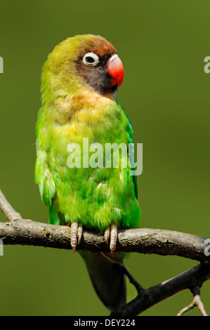 Schwarz-cheeked Lovebird (Agapornis Nigrigenis), ursprünglich aus Sambia, Afrika, in Gefangenschaft Stockfoto