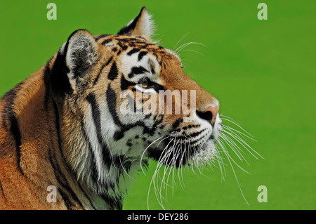 Sibirischer Tiger oder Amur-Tiger (Panthera Tigris Altaica), ursprünglich aus Asien, in Gefangenschaft, Niederlande, Europa Stockfoto