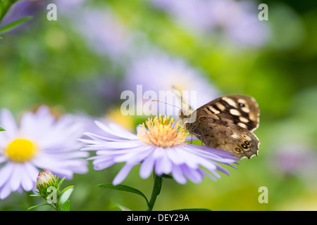 Gesprenkelte Holz Schmetterling (Pararge Aegeria) - UK Stockfoto