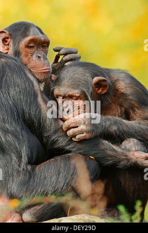 Schimpansen (Pan Troglodytes) während die gegenseitige Fellpflege, ursprünglich aus Afrika, in Gefangenschaft Stockfoto