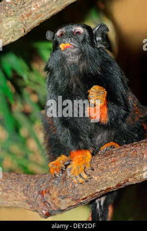 Rothändige Tamarin oder Midas Tamarin (Saguinus Midas), ursprünglich aus Südamerika, in Gefangenschaft Stockfoto