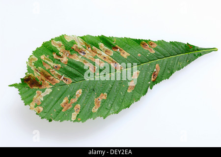 Rosskastanie (Aesculus Hippocastanum), Blatt mit Schäden durch die Rosskastanien-Miniermotte (Cameraria Ohridella) Stockfoto