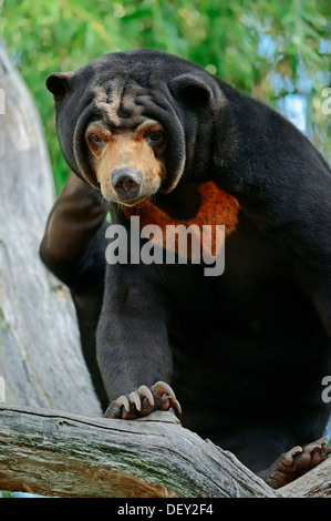 Malaiische Sun Bear (Ursus Malayanus, Helarctos Malayanus), ursprünglich aus Südost-Asien, in Gefangenschaft, Niederlande, Europa Stockfoto