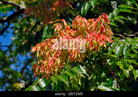 Baum des Himmels (GГ¶tterbaum Altissima), North Rhine-Westphalia Stockfoto