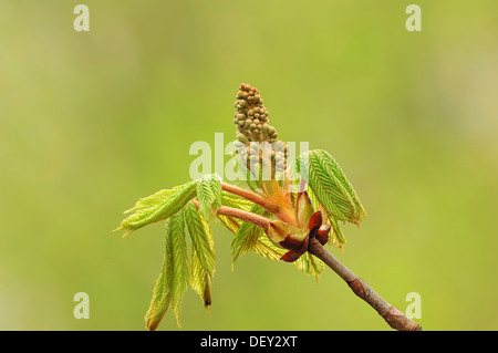 Rosskastanie (Aesculus Hippocastanum), Blätter und Blütenknospen, North Rhine-Westphalia Stockfoto