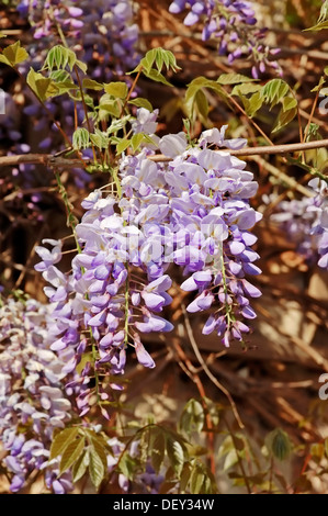 Chinesische Wisteria (Wisteria Sinensis, Wisteria Chinensis), ursprünglich aus Ostasien, Zierpflanze Stockfoto