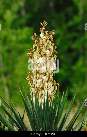 Adams Nadel (Yucca Filamentosa), in Nordamerika, Zierpflanze Stockfoto