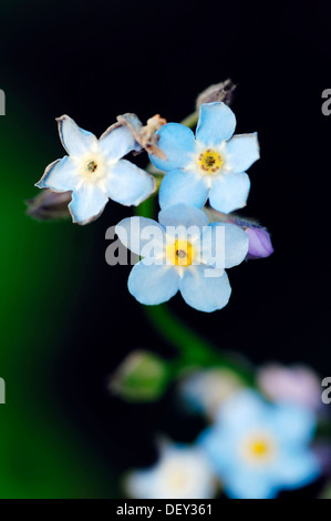 Wasser-Vergissmeinnicht (Myosotis Scorpioides, Myosotis Palustris), Frankreich, Europa Stockfoto