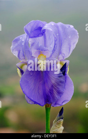 Dalmatinische Iris oder Sweet-Iris (Iris Pallida) Stockfoto