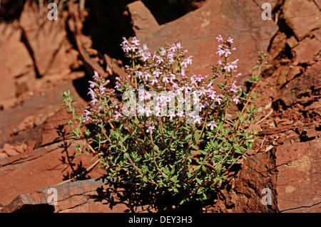 Gemeinsamen Thymian (Thymus Vulgaris), Provence, Südfrankreich, Frankreich, Europa Stockfoto