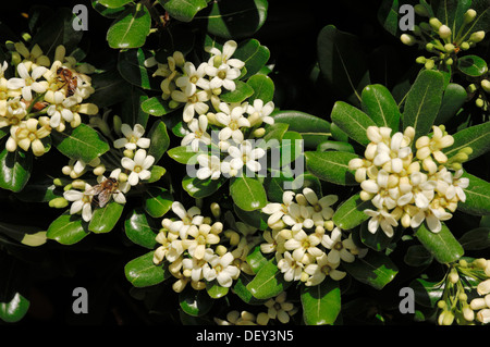 Japanese Pittosporum, japanische Mock-Orange und japanische Cheesewood (Pittosporum Tobira), ursprünglich aus Ostasien, Zierpflanze Stockfoto