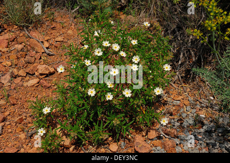 Montpellier-Zistrose oder Montpellier-Zistrose (Cistus Monspeliensis), Provence, Südfrankreich, Frankreich, Europa Stockfoto