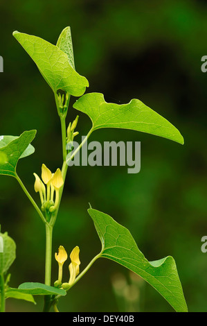 Birthwort (Aristolochia Clematitis), Provence, Südfrankreich, Frankreich, Europa Stockfoto