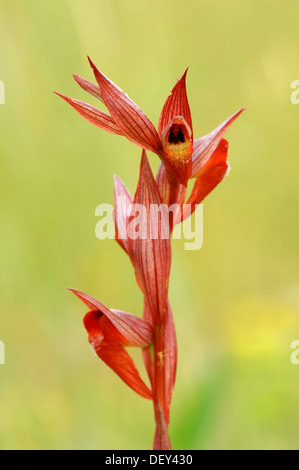 Lange Lippen Serapias oder Pflug-Share Serapias (Serapias Vomeracea), Provence, Südfrankreich, Frankreich, Europa Stockfoto