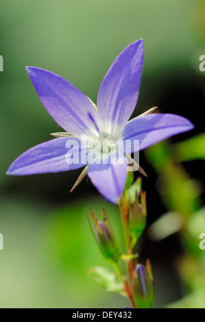 Dalmtian Glockenblume (Campanula Portenschlagiana) Stockfoto