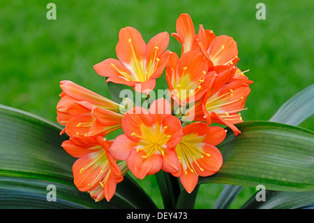 Natal Lily oder Bush Lilie (Clivia Miniata), ursprünglich aus Südafrika, Zierpflanze Stockfoto