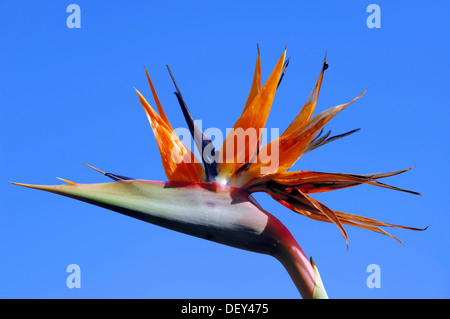 Strelitzia, Kran Blume oder Paradiesvogelblume (Strelitzia Reginae), Blume, ursprünglich aus Südafrika, Zierpflanze Stockfoto