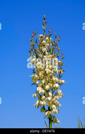 Adams Nadel (Yucca Filamentosa), in Nordamerika, Zierpflanze Stockfoto