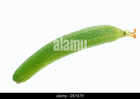 Abwasche Kürbis, Obst-Gemüse-Schwamm oder glatte Luffa (Luffa Aegyptiaca, Luffa Cylindrica), Stockfoto