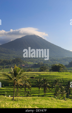 Indonesien, Bali, Mittelgebirge, Jatiluwih Reisfelder (der UNESCO) mit Mt. Pohen im Hintergrund Stockfoto